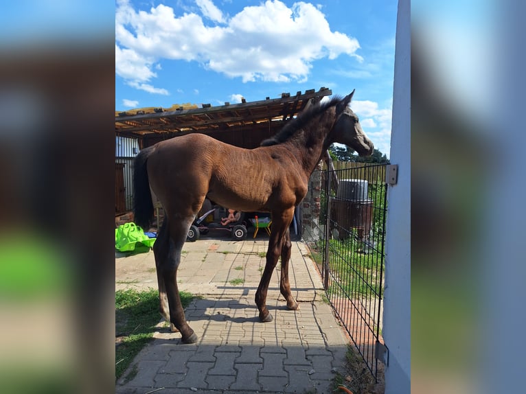 German Sport Horse Stallion Foal (06/2024) Gray in Prettin