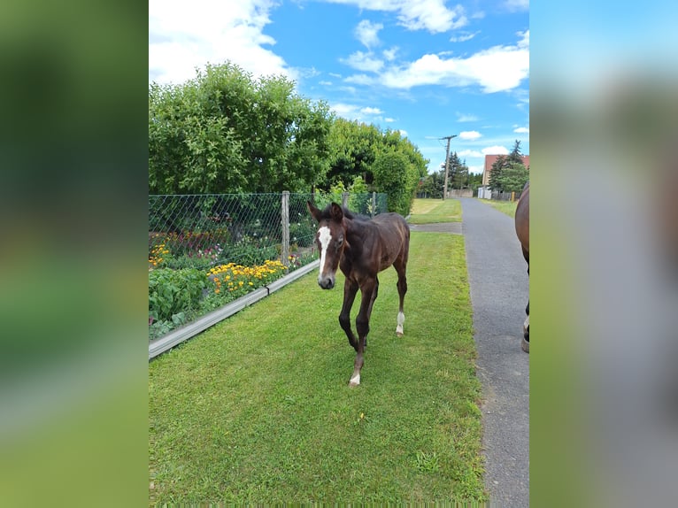 German Sport Horse Stallion Foal (06/2024) Gray in Prettin