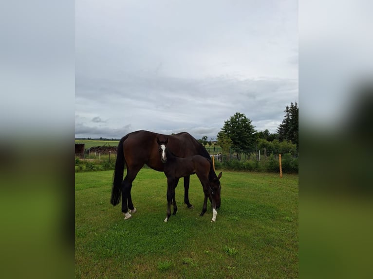 German Sport Horse Stallion Foal (06/2024) Gray in Prettin