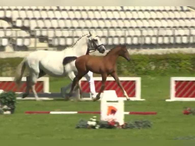 German Sport Horse Stallion  Gray in Möckern