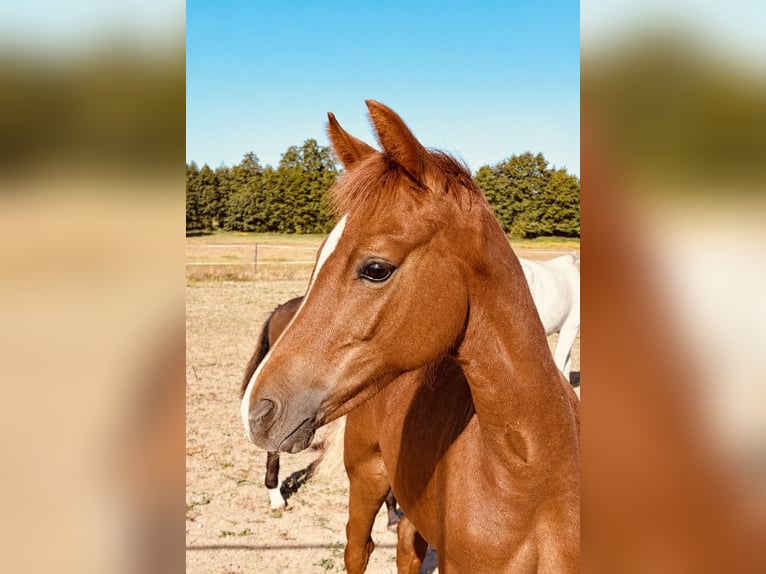 German Sport Horse Stallion Foal (04/2026) Grey-Red-Tan in Ahlum