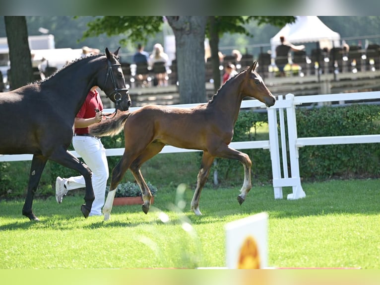 German Sport Horse Stallion Foal (04/2025) in Querenhorst