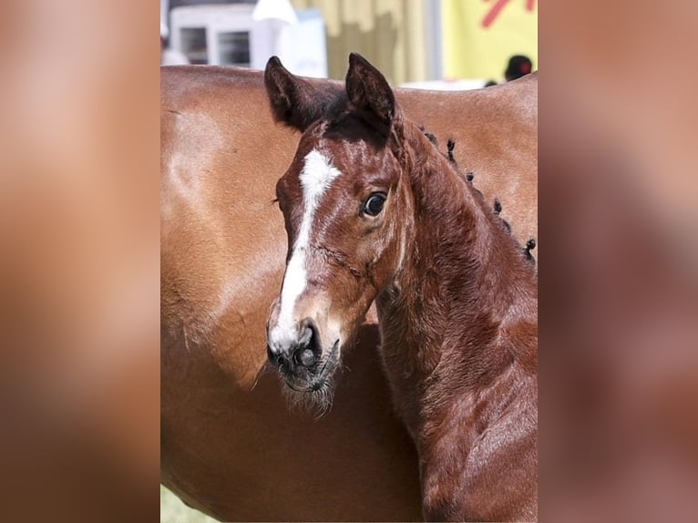 German Sport Horse Stallion Foal (05/2025) in Fronhofen
