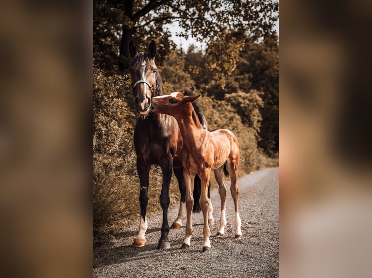 German Sport Horse Stallion Foal (04/2026) Smoky-Black in Creußen