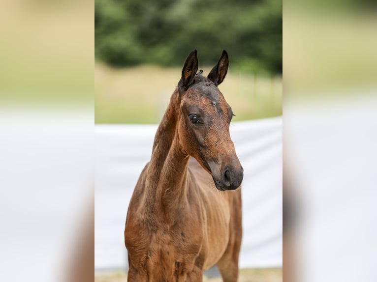 German Sport Horse Stallion Foal (04/2024) Smoky-Black in Römerstein