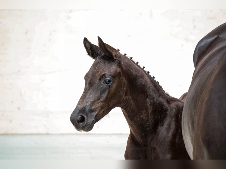 German Sport Horse Stallion Foal (05/2026) Smoky-Black in Moritzburg