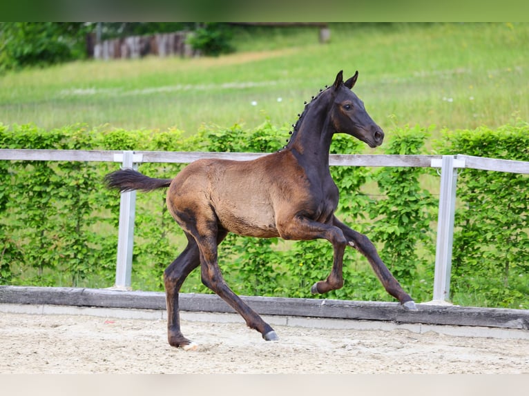 German Sport Horse Stallion Foal (03/2026) Smoky-Black in Moritzburg