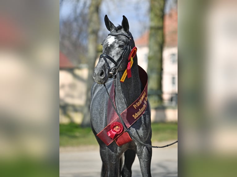 German Sport Horse Stallion Gray in Adelheidsdorf