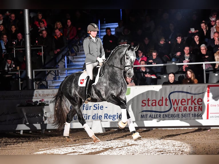 German Sport Horse Stallion Gray in Adelheidsdorf