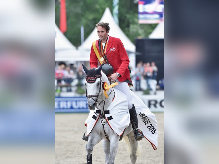 German Sport Horse Stallion Gray in Löningen