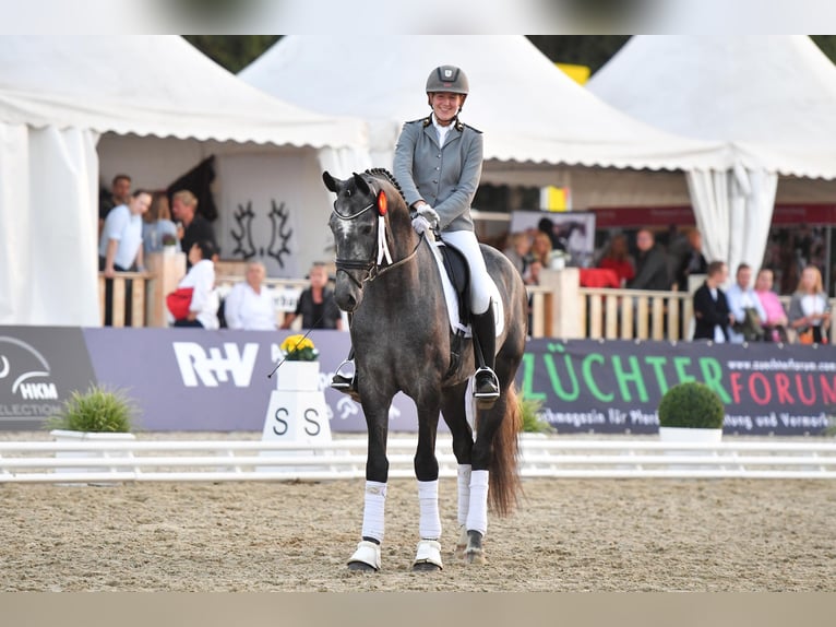 German Sport Horse Stallion Grey in Adelheidsdorf