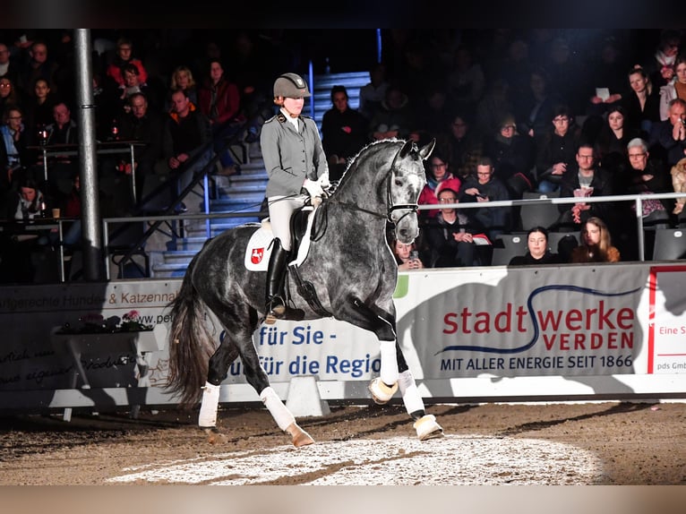 German Sport Horse Stallion Grey in Adelheidsdorf