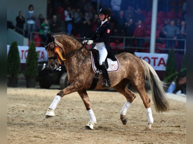 German Sport Horse Stallion Palomino in Marl