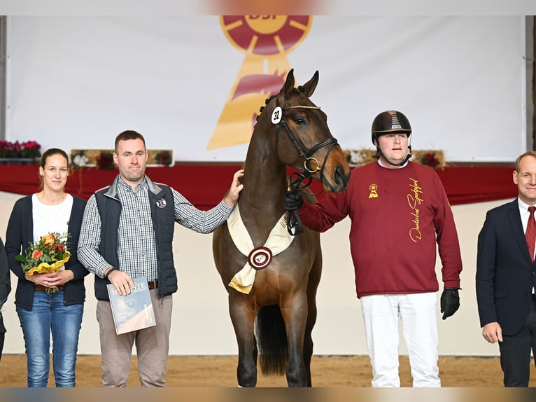 German Sport Horse Stallion in Riedstadt