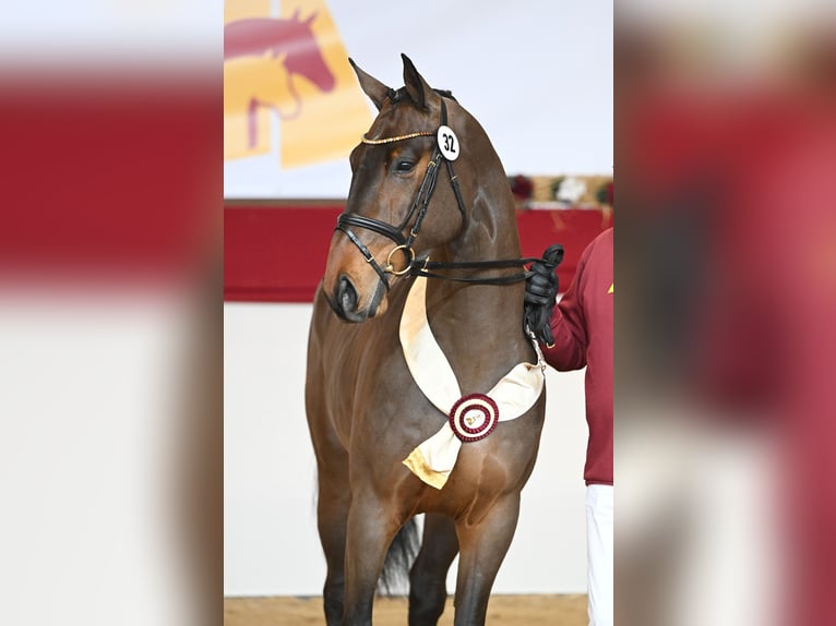 German Sport Horse Stallion in Riedstadt