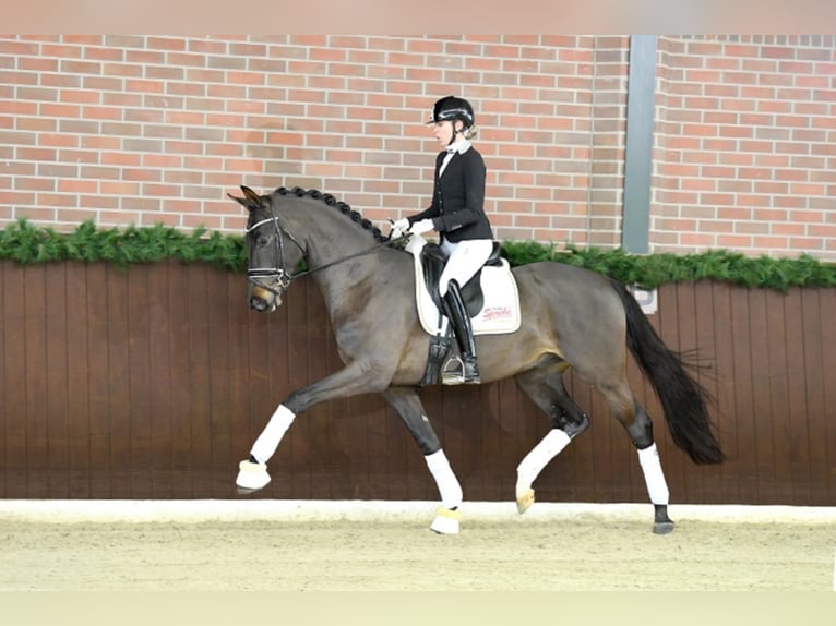 German Sport Horse Stallion Smoky-Black in Löningen