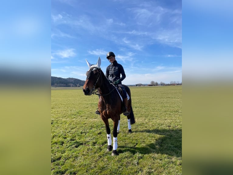 German Trotter Gelding 10 years 15.2 hh Brown in Bruckmühl