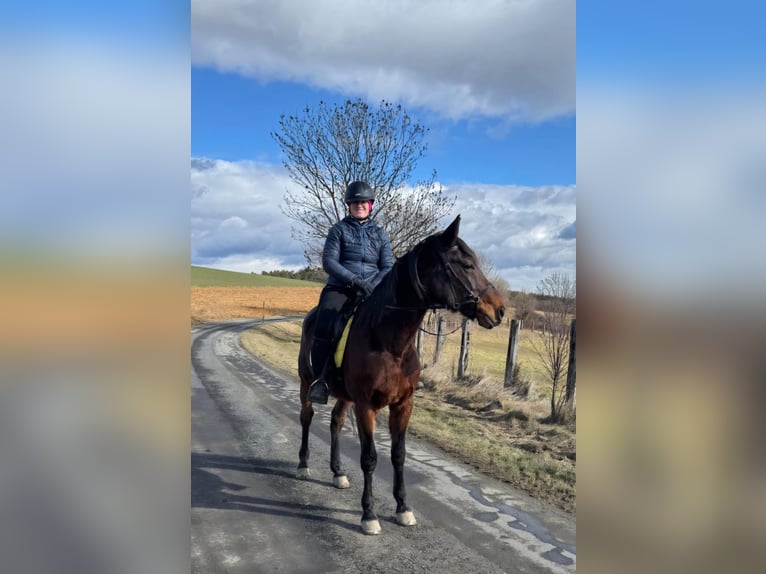 German Trotter Gelding 10 years 15.2 hh Brown in Kirchschlag In Der Buckligen Welt