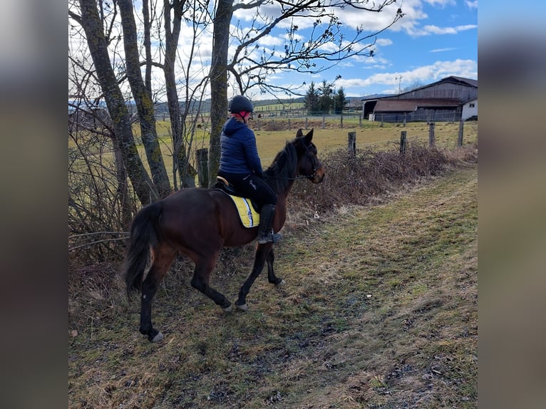 German Trotter Gelding 10 years 15.2 hh Brown in Kirchschlag In Der Buckligen Welt