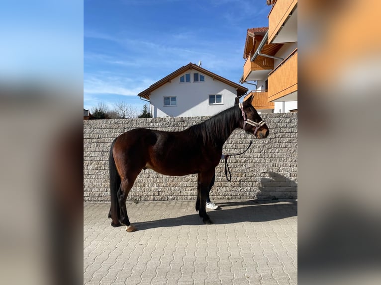 German Trotter Gelding 10 years 15,2 hh Brown in Bruckmühl