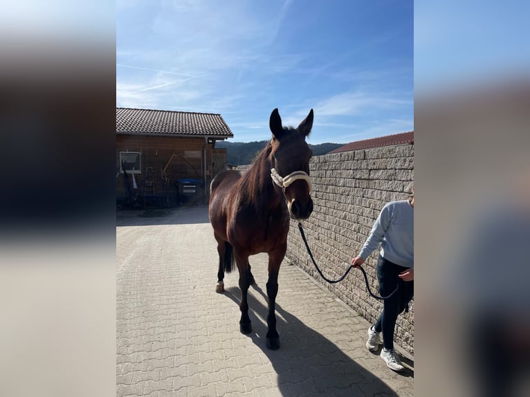 German Trotter Gelding 10 years 15,2 hh Brown in Bruckmühl