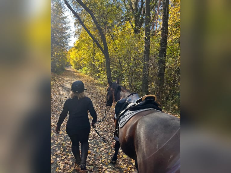 German Trotter Gelding 10 years 15,2 hh Brown in Kirchschlag In Der Buckligen Welt