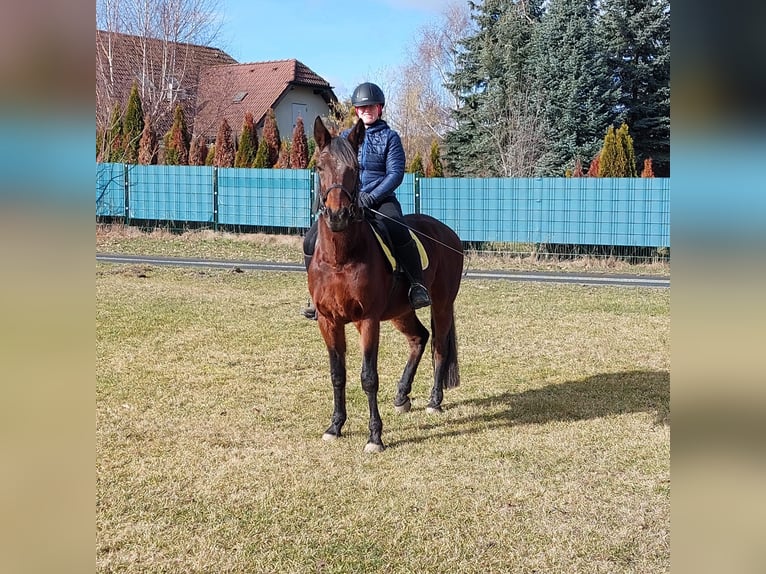 German Trotter Gelding 10 years 15,2 hh Brown in Kirchschlag In Der Buckligen Welt