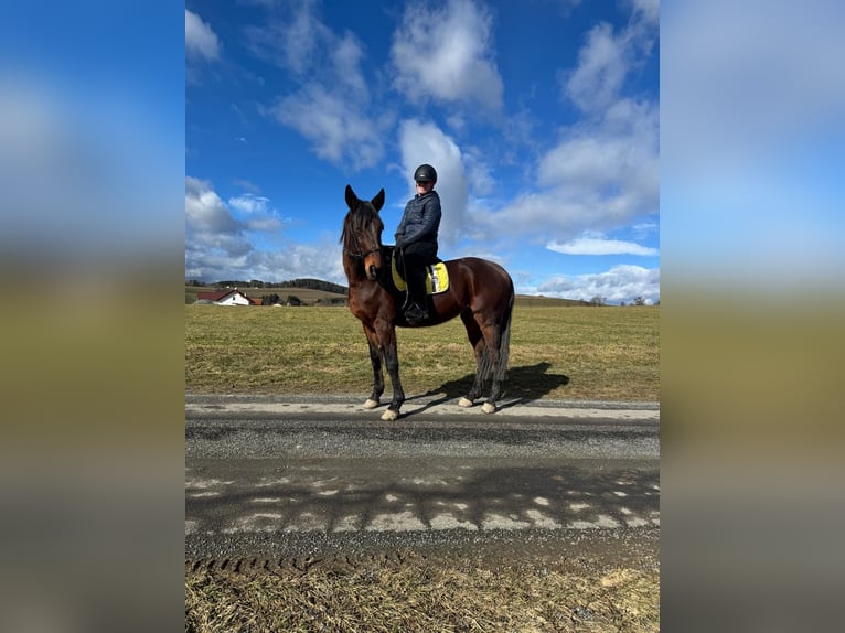 German Trotter Gelding 10 years 15,2 hh Brown in Kirchschlag In Der Buckligen Welt