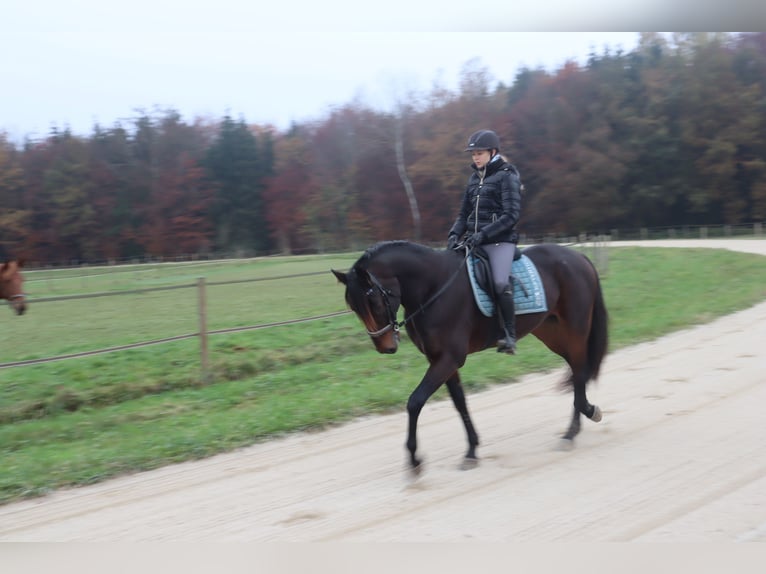 German Trotter Gelding 10 years 16,1 hh Bay-Dark in Hohenlinden