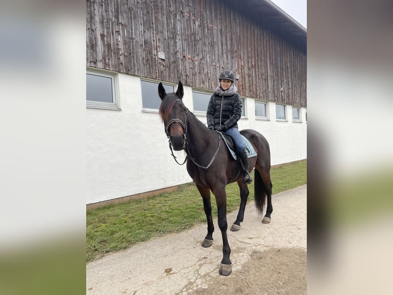 German Trotter Gelding 10 years 16,1 hh Bay-Dark in Hohenlinden