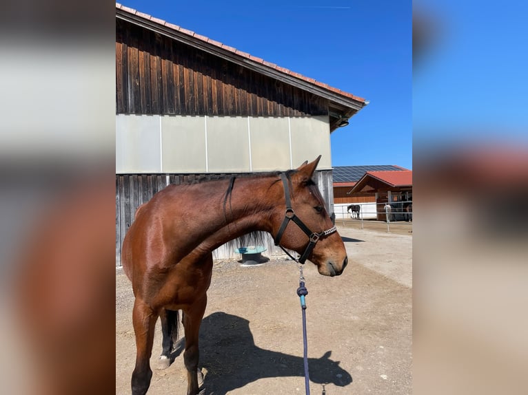 German Trotter Gelding 10 years 16.2 hh Brown in Aying