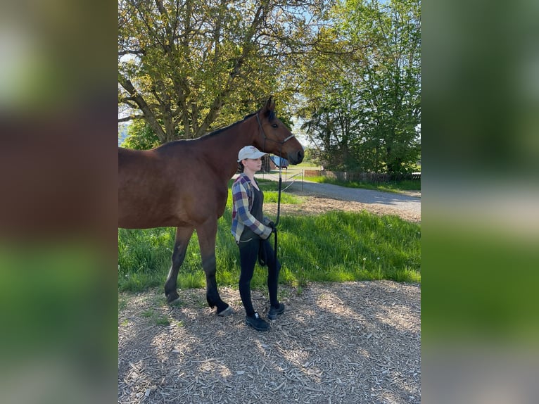 German Trotter Gelding 10 years 16.2 hh Brown in Aying