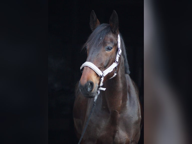 German Trotter Gelding 10 years 16 hh Bay-Dark in Selm