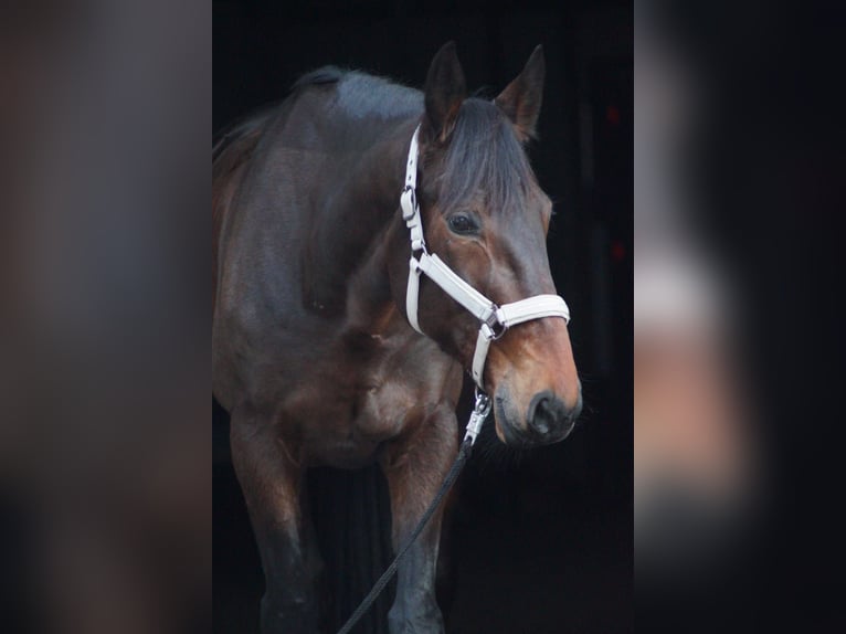 German Trotter Gelding 10 years 16 hh Bay-Dark in Selm
