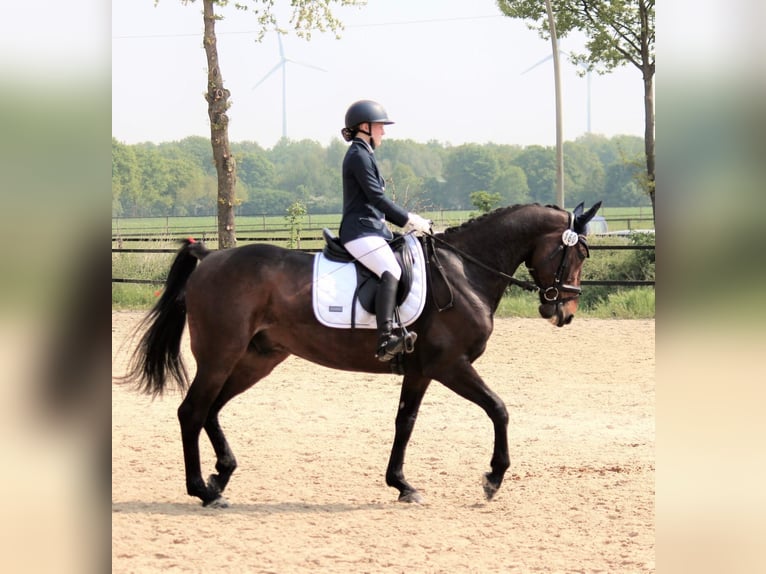 German Trotter Gelding 10 years 16 hh Bay-Dark in Selm