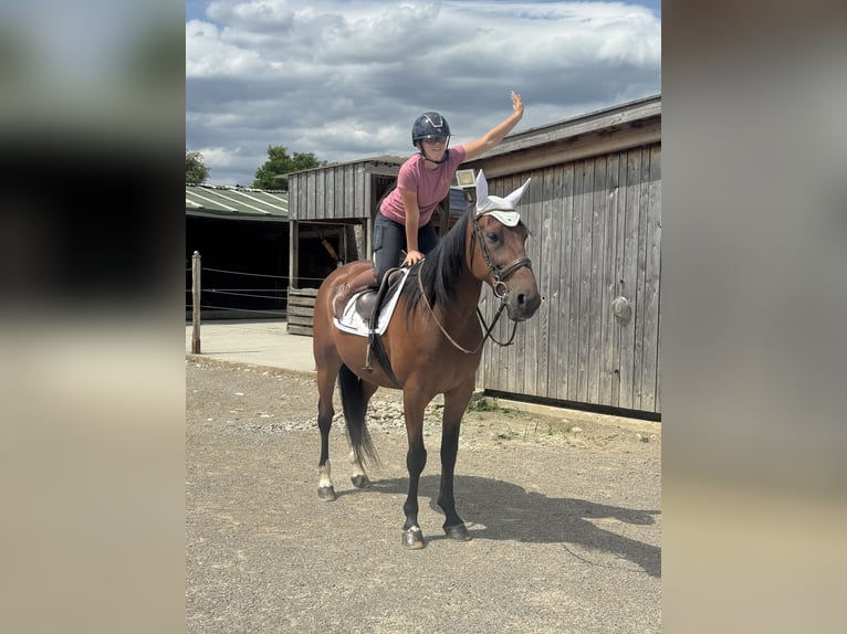 German Trotter Gelding 10 years 16 hh Brown in Bruckmühl
