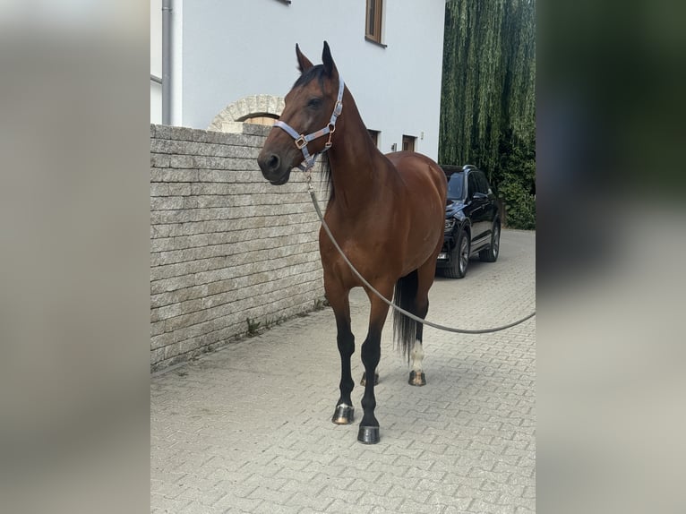 German Trotter Gelding 10 years 16 hh Brown in Bruckmühl