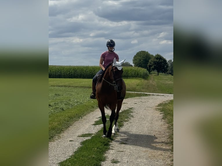 German Trotter Gelding 10 years 16 hh Brown in Bruckmühl