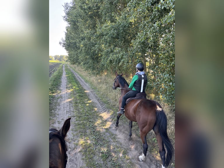 German Trotter Gelding 10 years 16 hh Brown in Ludwigslust