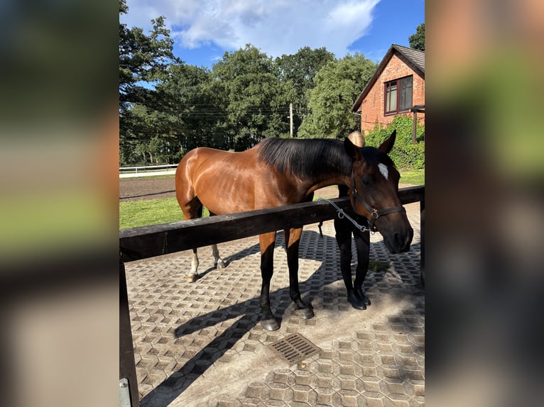 German Trotter Gelding 10 years 16 hh Brown in Ludwigslust