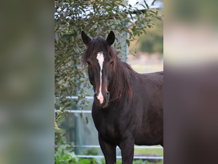German Trotter Gelding 10 years 16,1 hh Bay-Dark in Alt Zachun