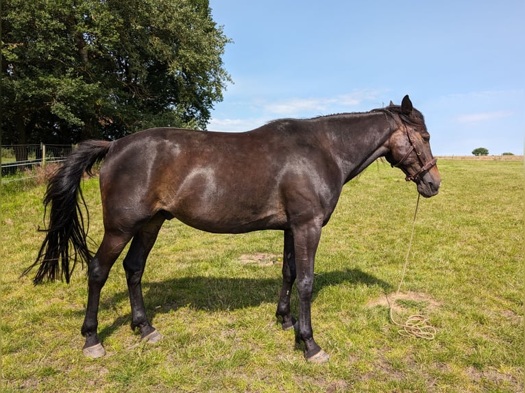 German Trotter Gelding 10 years 16,1 hh Bay-Dark in Alt Zachun