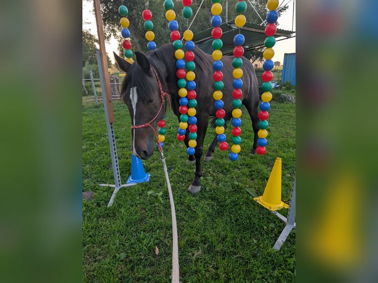 German Trotter Gelding 10 years 16,1 hh Bay-Dark in Alt Zachun