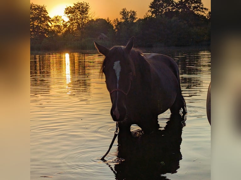 German Trotter Gelding 10 years 16,1 hh Bay-Dark in Alt Zachun