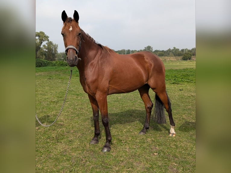 German Trotter Gelding 11 years 16,1 hh Brown in Greifswald