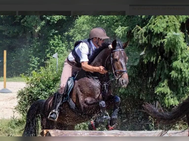 German Trotter Gelding 11 years 16.2 hh Bay-Dark in Bassum