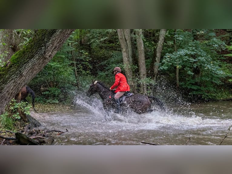 German Trotter Gelding 11 years 16.2 hh Bay-Dark in Bassum