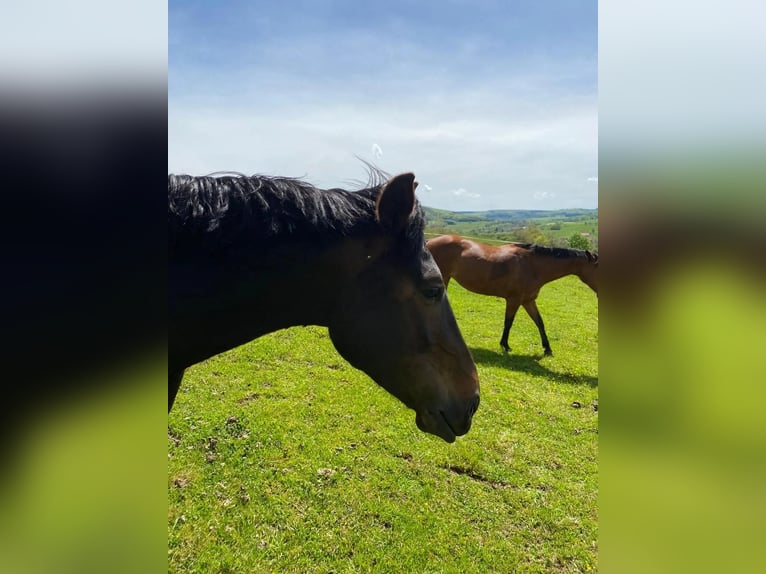 German Trotter Gelding 11 years 16.2 hh Bay-Dark in Bassum