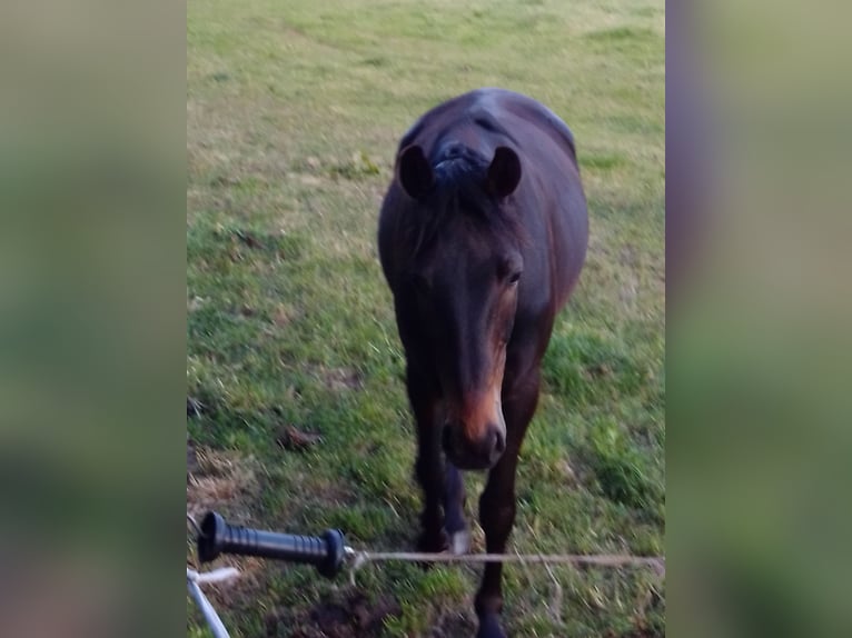 German Trotter Gelding 11 years 16.2 hh Bay-Dark in Bassum