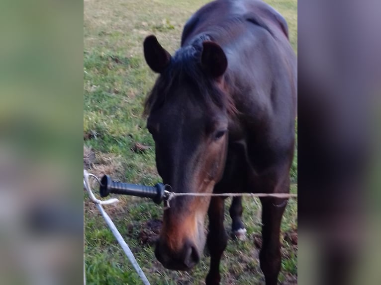 German Trotter Gelding 11 years 16.2 hh Bay-Dark in Bassum